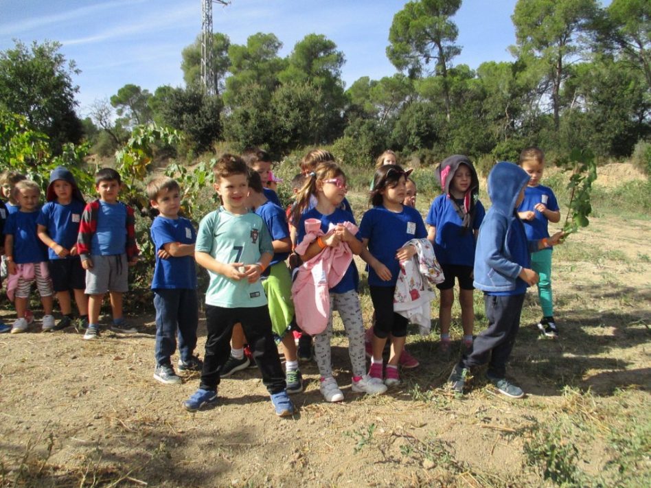 La verema a “Can Ribas de Montbui” .. (Ed.Infantil i Cicle Inicial)
